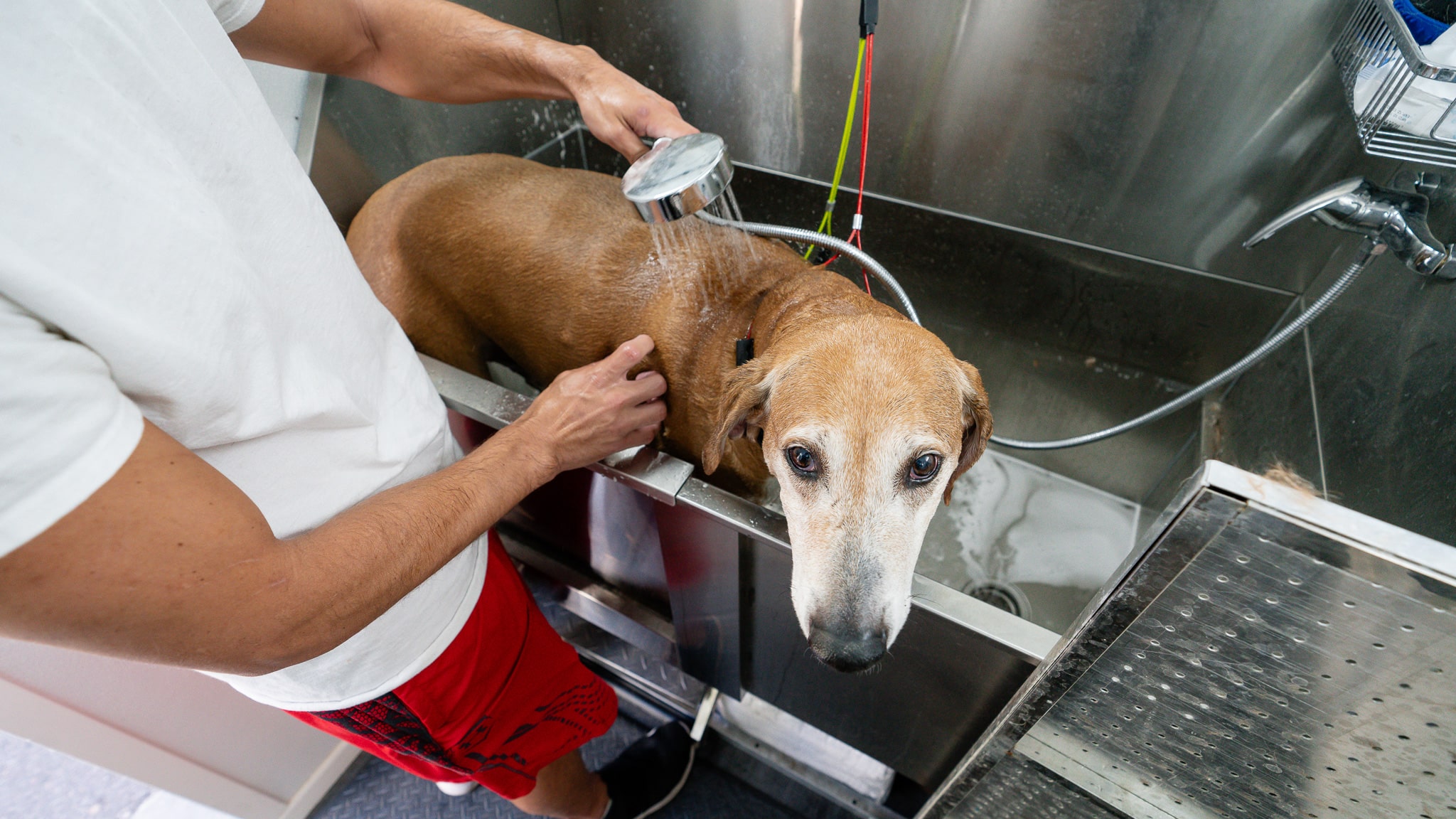 Chubbs Mobile grooming van ready at a home