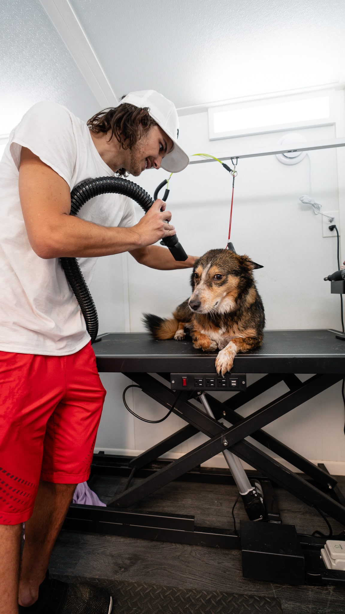 Dog enjoying calm, one-on-one grooming with Chubbs Mobile