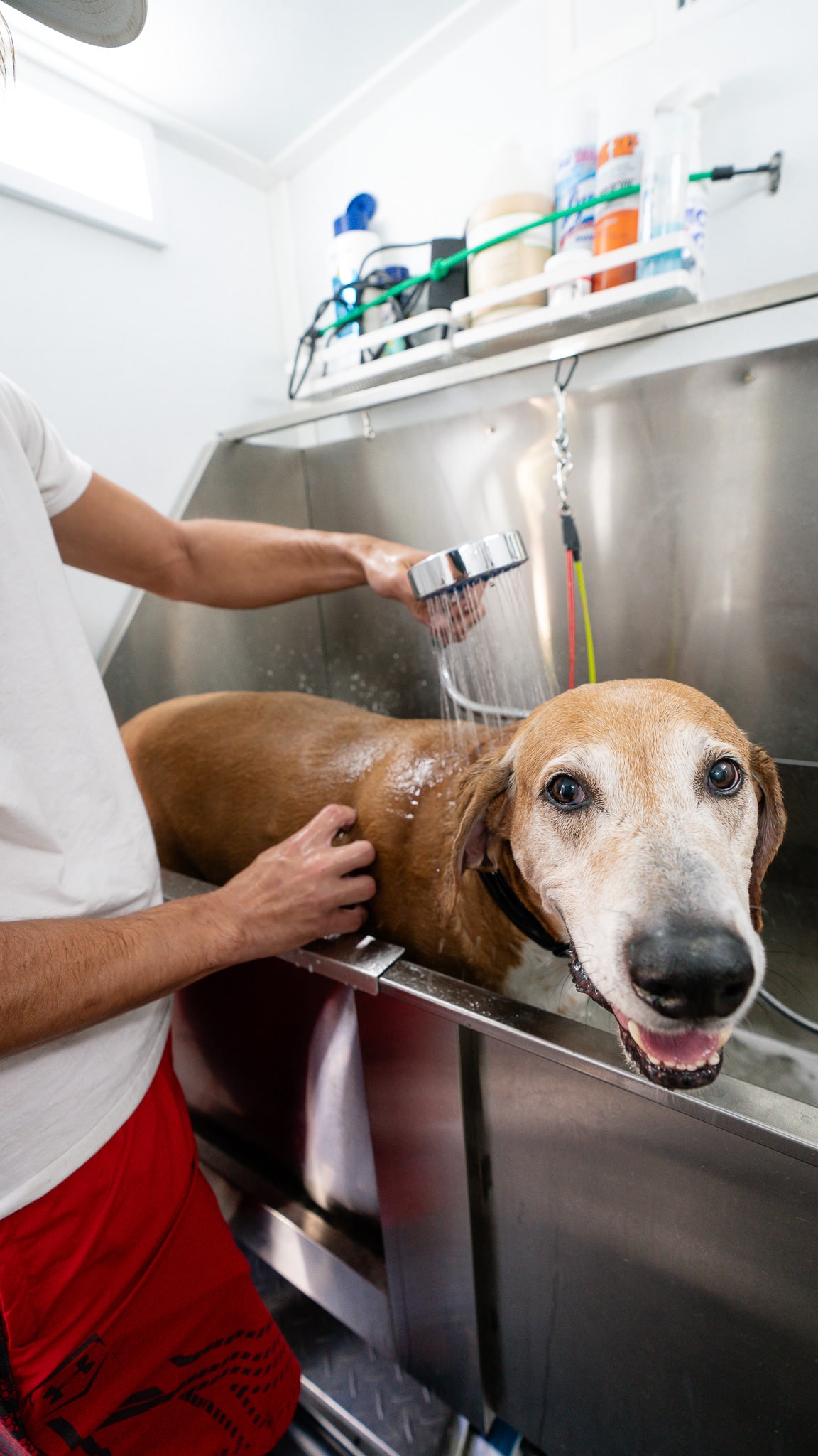 Grooming session with attentive care